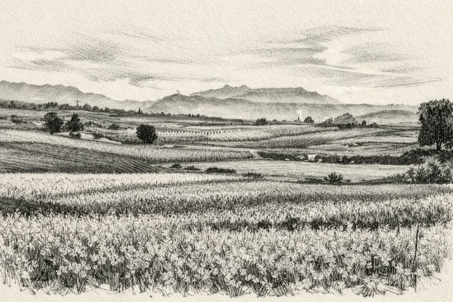 Floración de Cieza - Portal Inmobiliario SingularesS